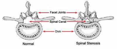 spine anatomy