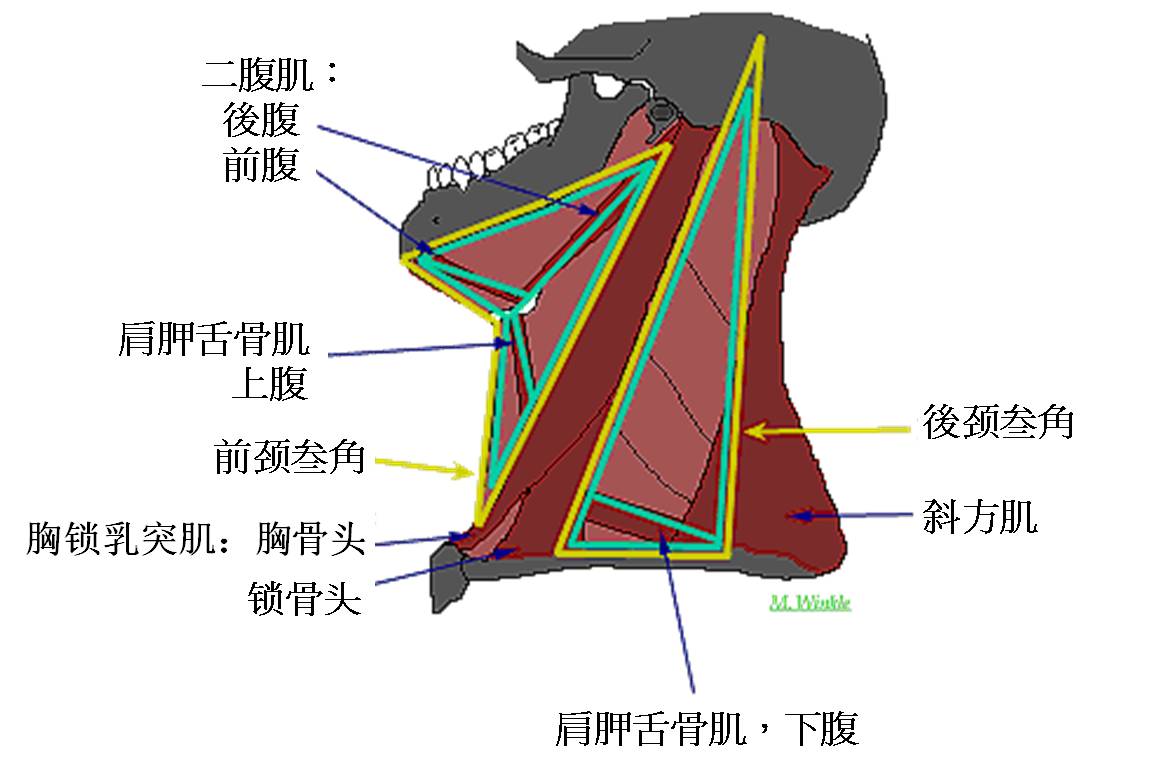 胸锁乳突肌在人体结构学上将颈部分为前颈和后颈三角.