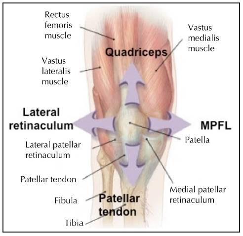 Forces acting on the patella