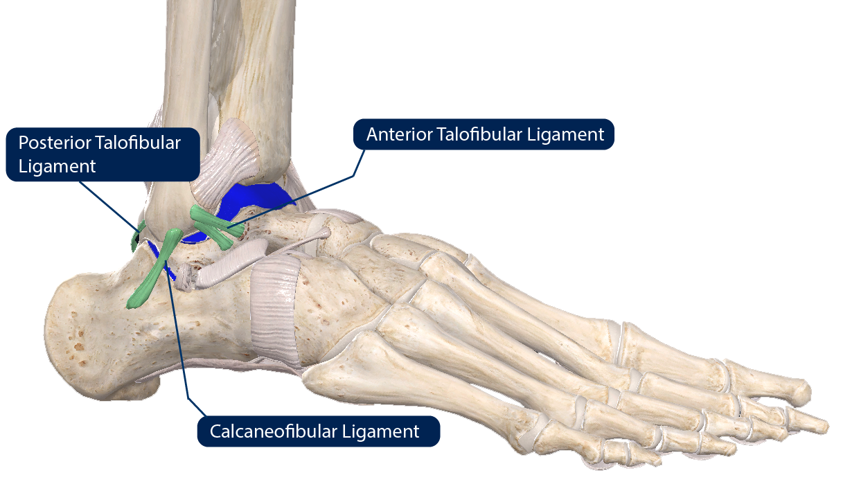 ANKLE JOINT- LIGAMENTS - New