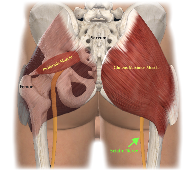 Piriformis muscle and siatic nerve